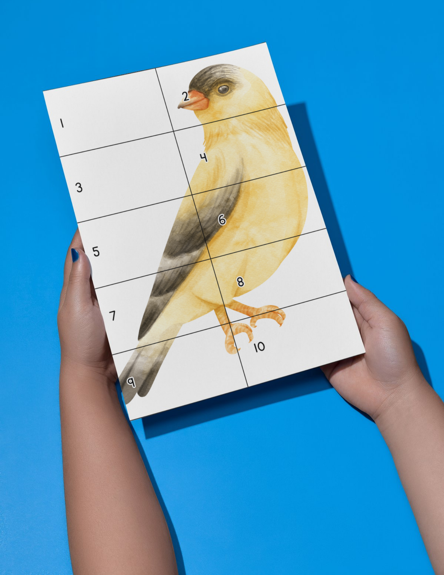 Bird Activity Book - Printable/Download